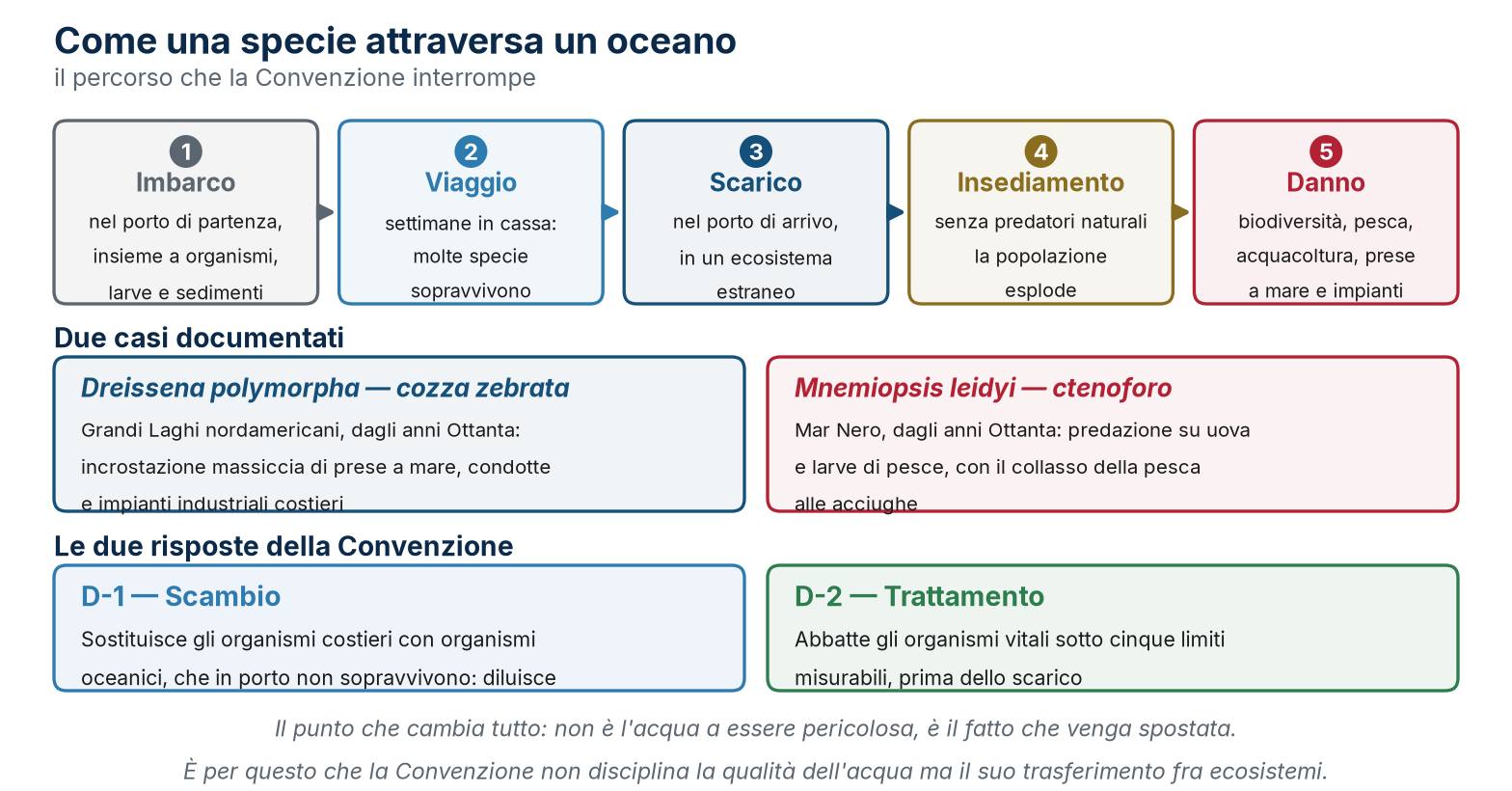 Il percorso di introduzione delle specie invasive, due casi documentati e le due risposte della Convenzione.